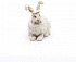 Ангорский кролик  - миниатюра №3